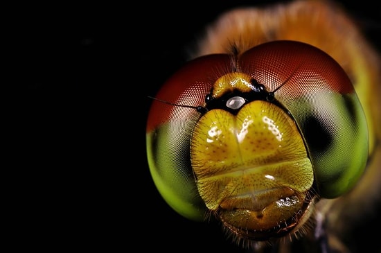 En İyi 10 Hayvanlar Alemi Temalı Duvar Kağıdı