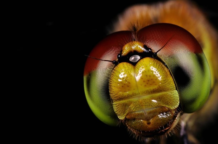 En İyi 10 Hayvanlar Alemi Temalı Duvar Kağıdı