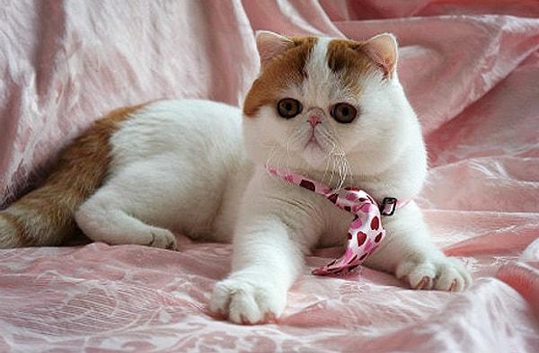 4. British Shorthair ile İran Kedisinin çiftleşmesi sonucu doğan bir kedi.