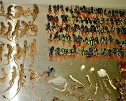 Uçak Kargosunda Yüzlerce Nadir Hayvan Öldü
