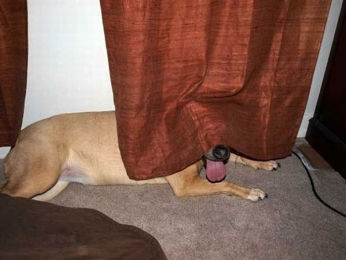 Saklanmayı Beceremeyen Süper Sevimli 17 Hayvan