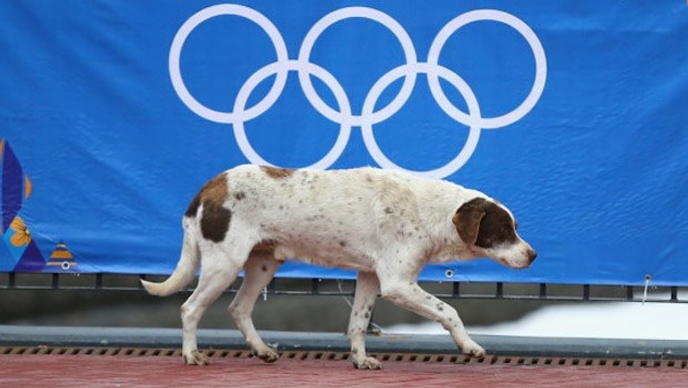 Soçi'de Şimdi de Sokak Köpeği Krizi