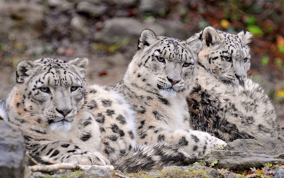 Soyu Tükenmekte Olan Bir Kedi: Kar Parsları