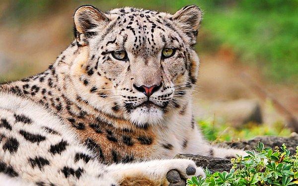 Kar leoparı olarak da bilinen kar parsları, Afganistan, Butan, Çin, Hindistan, Kazakistan, Kırgızistan, Moğolistan, Nepal, Pakistan, Rusya, Tacikistan ve Özbekistan boyunca Orta Asya'nın dağlık bölgelerinde yaşarlar.