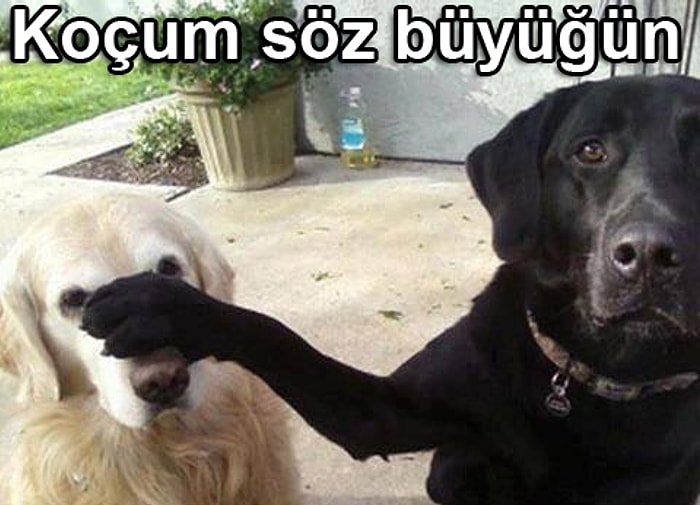 Haftanın En Komik Köpek Caps’leri