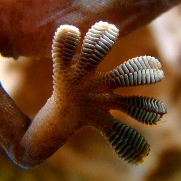 15. Geckon kertenkeleleri ayaklarındaki binlerce tüycük sayesinde oluşan elektrostatik kuvvet sayesinde cama bile tırmanabilirler.