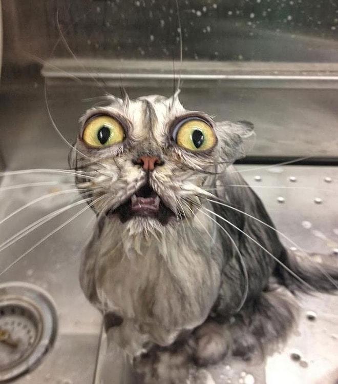 22 Islak Kedi: Kızgın ve Şaşkın