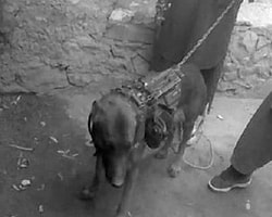 Taliban: 'Amerikan Köpeğini Kaçırdık'