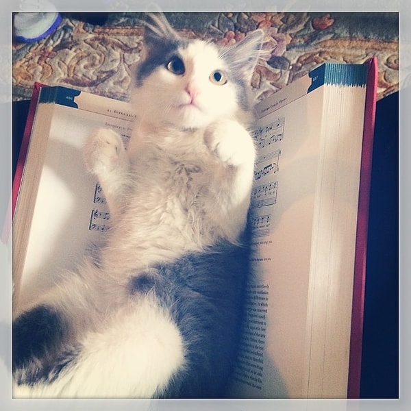 Чтение после кошек.