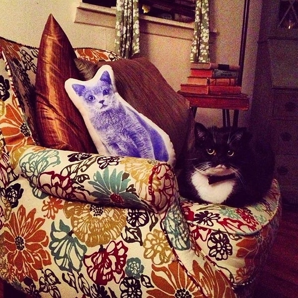 Сейчас он принадлежит кошкам.