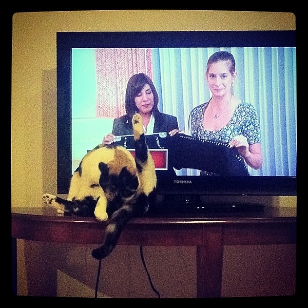 После кошек.