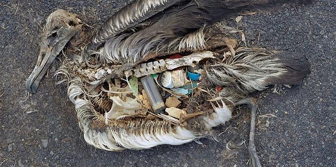 Doğa Katliamı: Ölen Albatrosların Midelerinden Çıkanlara Bakın!