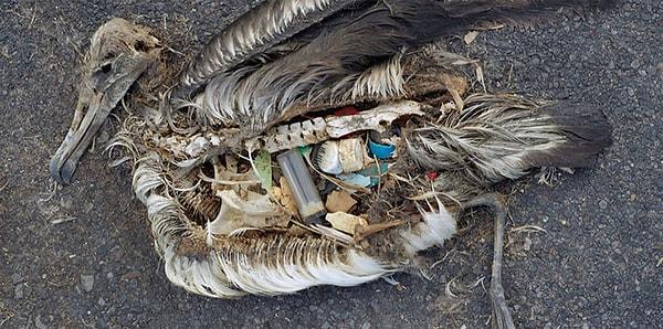1. Büyük Pasifik çöp denizinde bu hayvanlar renkli plastik parçalarını yiyerek zehirlenmişler.