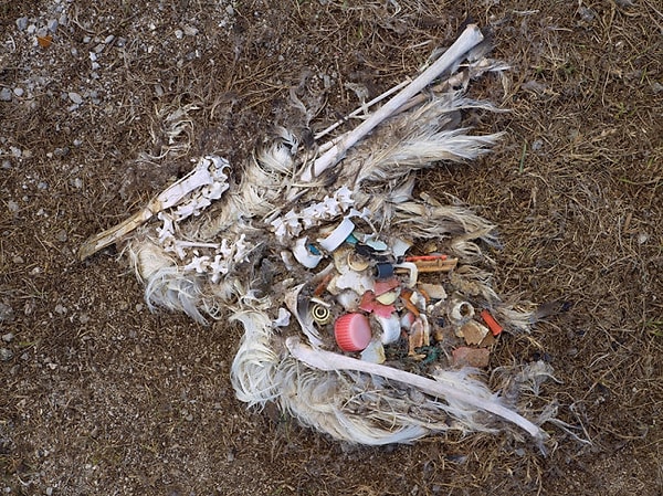 4. Ölü kuşların fotoğrafları dünyanın en büyük deniz yaşamı rezervinin nasıl bir çöplüğe dönüştüğünün belgesi.