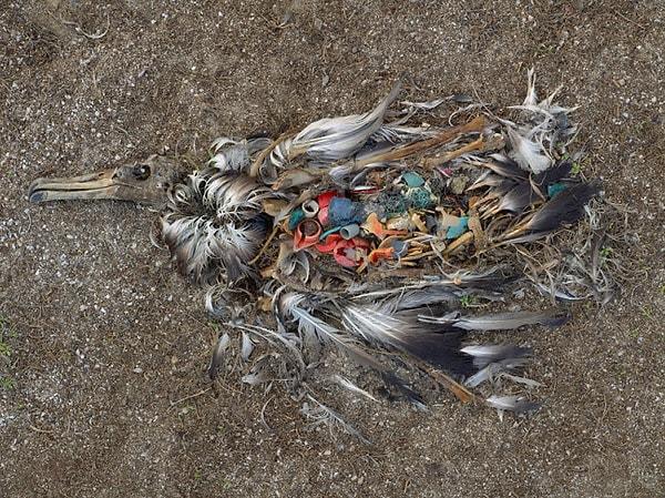 7. Ne yazık ki bizim plastik tüketimi alışkanlıklarımız bu görkemli deniz kuşlarının ölmesine sebep oluyor.