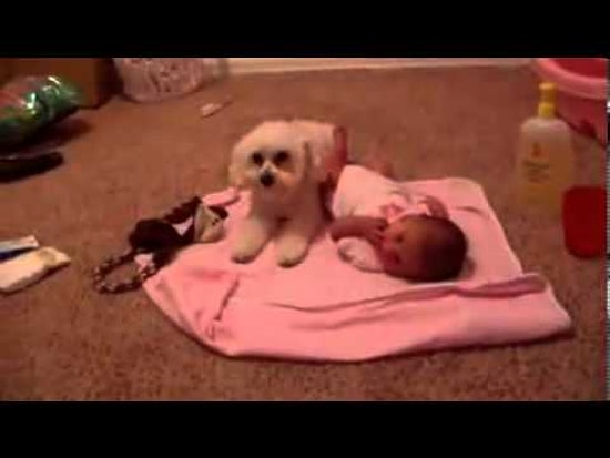 Bebeği Korkunç Elektrikli Süpürgeden Koruyan Kahraman Köpek