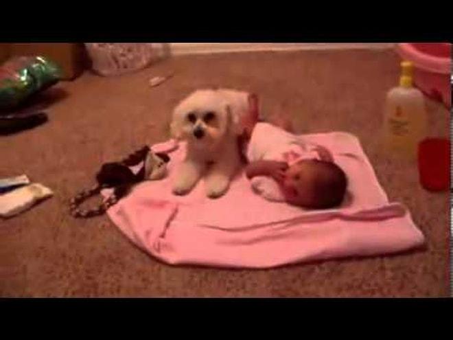 Bebeği Korkunç Elektrikli Süpürgeden Koruyan Kahraman Köpek