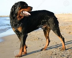 10.Rottweiler
