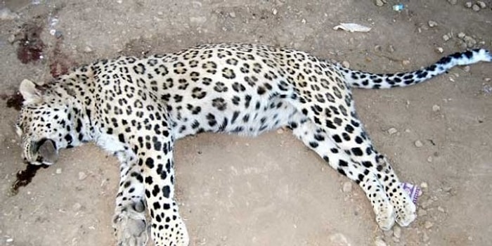 Leoparı Öldürenlere Dava Açıldı