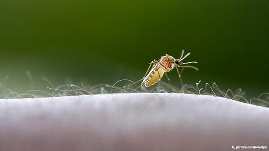 Naziler Sivrisinekleri Biyolojik Silah Olarak Kullanmış