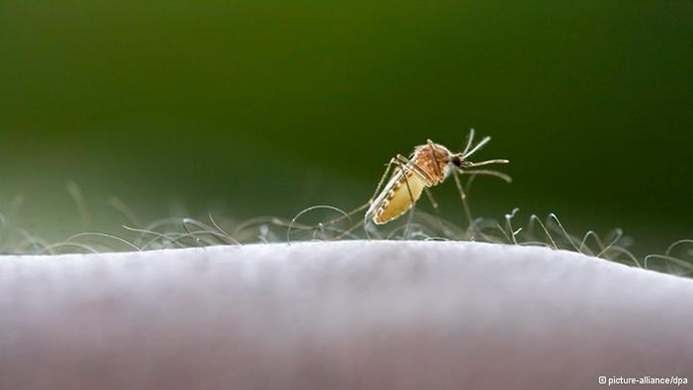 Naziler Sivrisinekleri Biyolojik Silah Olarak Kullanmış