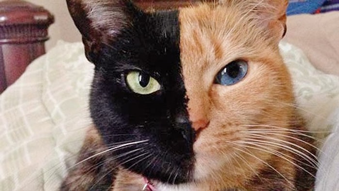 Bugün Dünya Kediler Günü