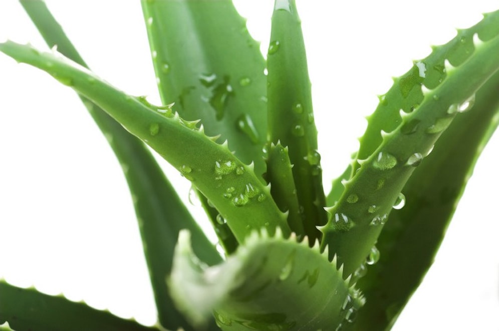 Aloe Vera'nın Faydaları