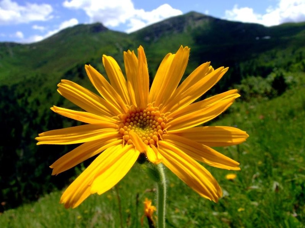 Cilt Hastalıklarına Arnica (Öküzgözü) Bitkisi