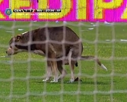 Arjantin'de Güldüren Olay