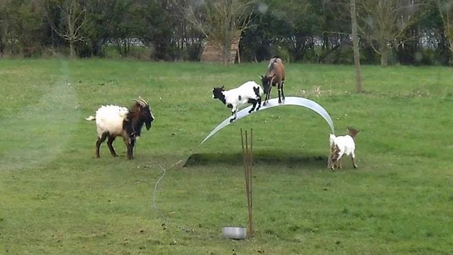 Keçilerin İzlenme Rekoru Kıran İlginç Denge Oyunu