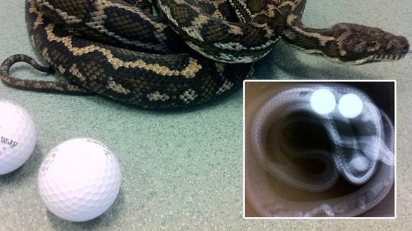 4. Piton yılanının bağırsaklarından çıkarılmış golf topları