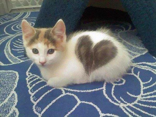 Kalpli kedi