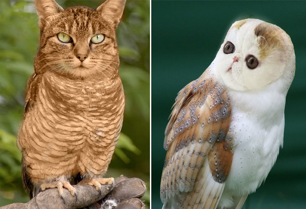 Kedi Kafalı Baykuşlar ile Tanışın!