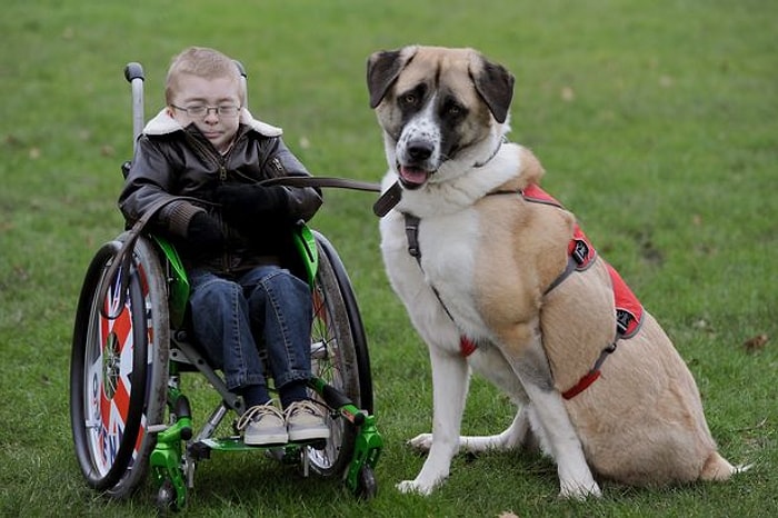 Owen ve Köpeğinin Yürekleri Isıtan Hikayesi