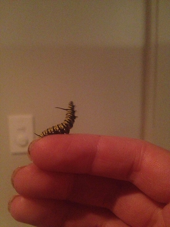 Hediye Edilen Çiçek Üzerindeki Tırtılı 5 Hafta Boyunca Gözlemledi ve Sonunda...