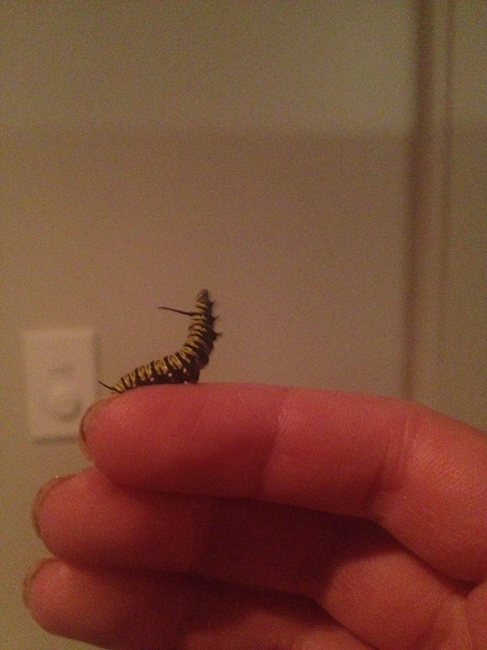 Hediye Edilen Çiçek Üzerindeki Tırtılı 5 Hafta Boyunca Gözlemledi ve Sonunda...