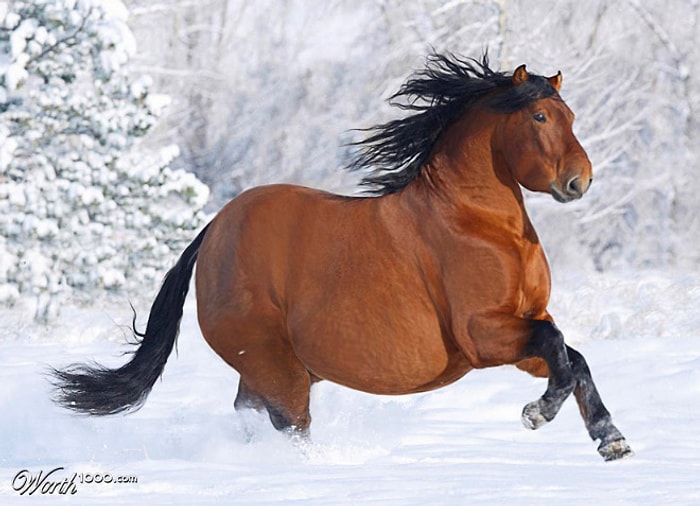 Hayvanlar Obez Olsaydı?