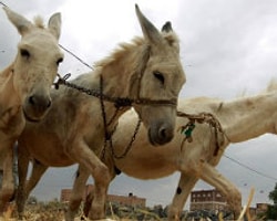 Çin'in Et İhtiyacı İçin Kenya'da Eşek Mezbahası