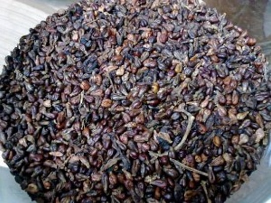 Güçlü Bir Antioksidan Üzüm Çekirdeği Ekstresi