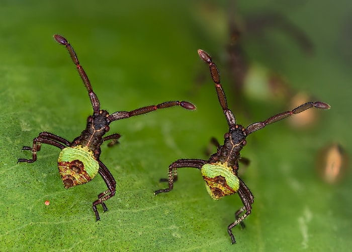 2013 Olympus BioScapes Dijital Mikroskopik Görüntüleme Yarışması Kazananları