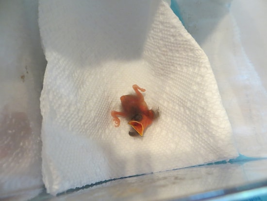 Yeni Doğmuş Bir Kuşun 33 Gündeki Değişimi