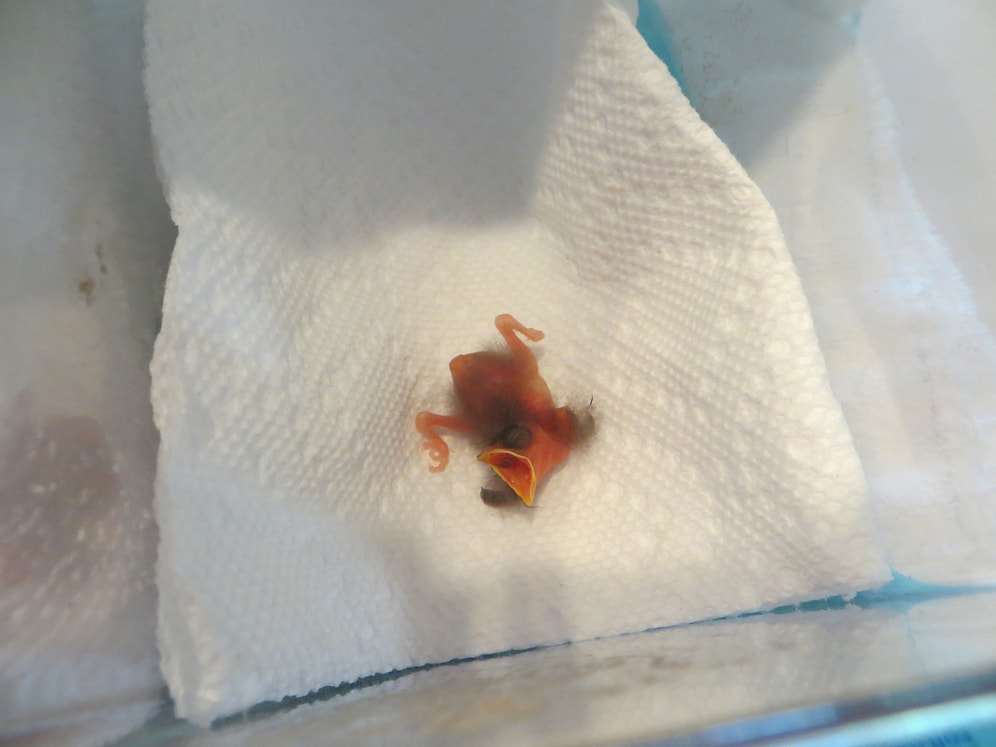 Yeni Doğmuş Bir Kuşun 33 Gündeki Değişimi