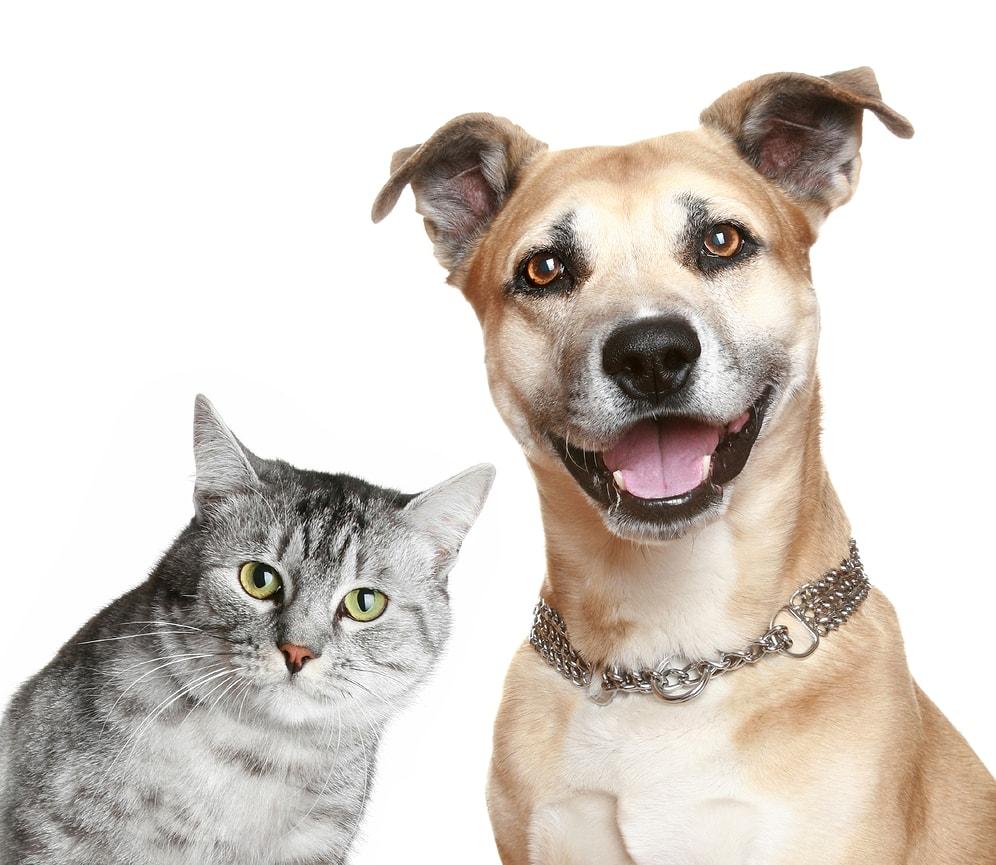 "Köpekler Kedileri Kovalar" Önermesinin Yanlış Olduğunu İspatlayan 20 Cazgır Kedi GIF'i