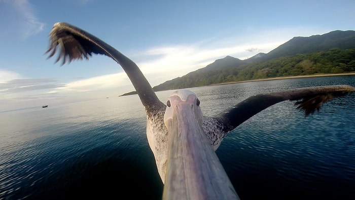 Uçmayı Yeniden Öğrenen Pelikan GoPro Kamerasında