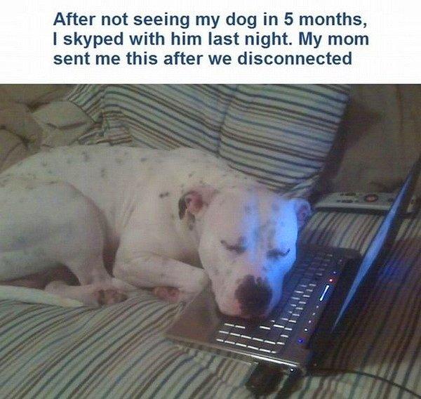 5 aydır görmediği köpeğine Skype’dan görüntülü olarak bağlanmak