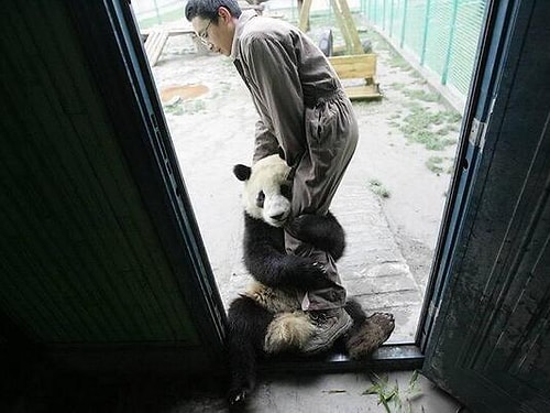 Korktukları zamanlarda da yakınlarının yanına koşarlar.