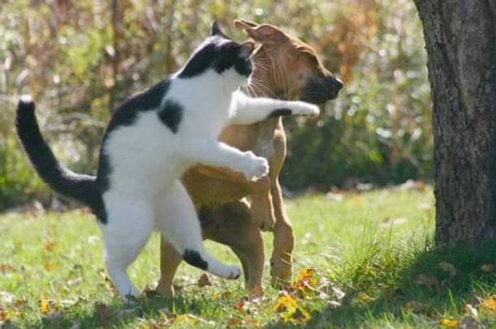 "Ne Dedin Sen?" Deyip Tokat Atan 19 Hayvan