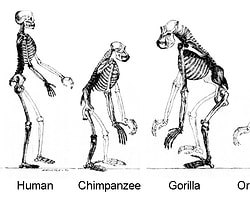 Homo Evolution