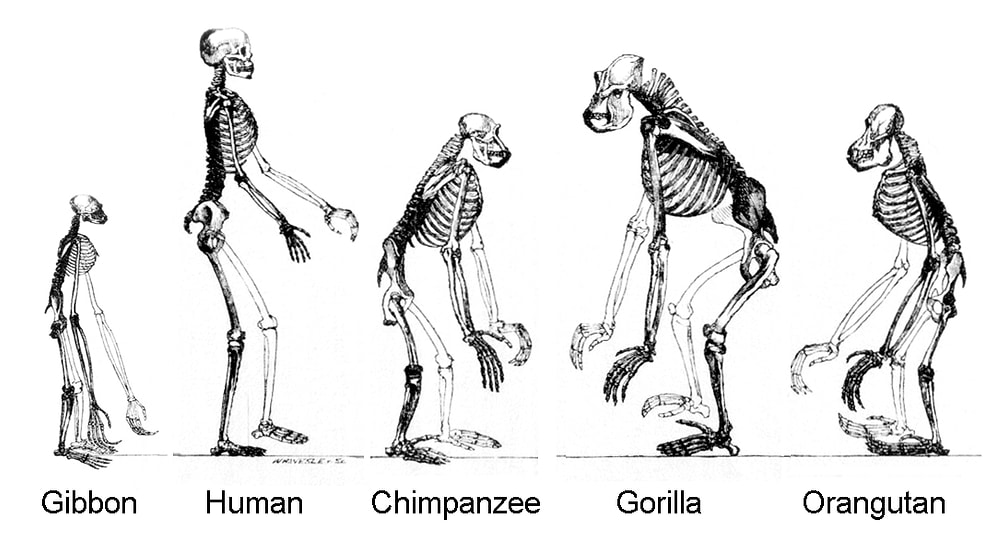 Homo Evolution