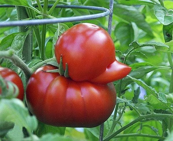 4. Ördeğe benzeyen domates
